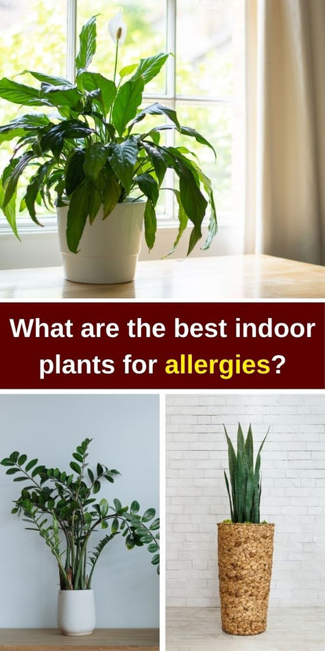 Discover the best indoor plants for allergies that can help improve indoor  air quality. While some houseplants are bad  for allergies, air-cleaning plants like spider plants and peace lilies can  be beneficial. Learn about the best air-purifying plants and plants for  allergies indoors, perfect for your bedroom. Explore tips on how to clean  your house for allergies and reduce mold allergy triggers. Breathe easier  with our guide to the best plants for a healthier home environment! House Plants That Clean The Air, Mold Allergy, Office Plants Desk, Oxygen Plant, Plants That Repel Bugs, Best Air Purifying Plants, Flowering House Plants, Peace Lilies, Air Cleaning Plants