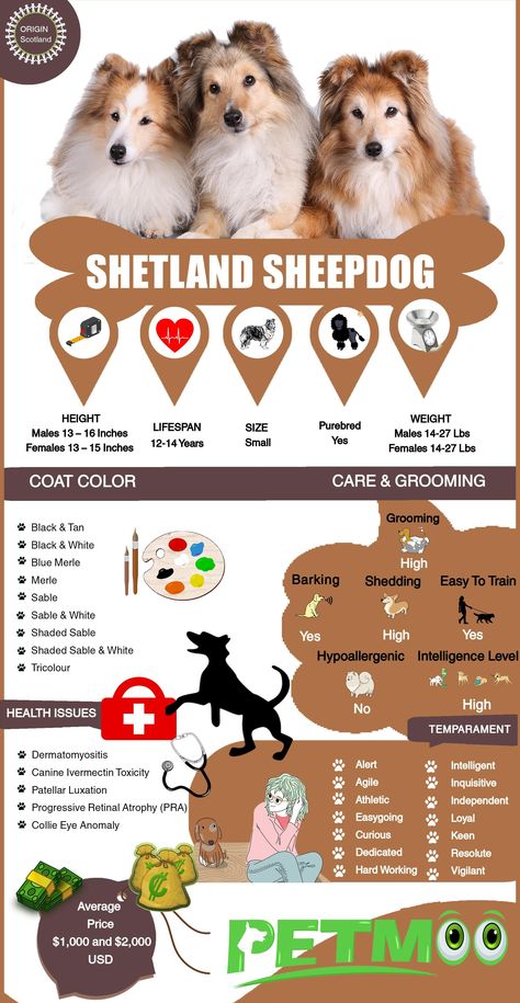 Shetland Sheepdog Infographic #petmoo #pets #dogs #dogbreeds #doginfographics #shetlandsheepdoginfographic Sheepdog Breeds, Shetland Sheepdog Pictures, Shetland Sheepdog Tri Color, Sheltie Colors, Dog Infographic, Shetland Sheep, Pet Boutique, Dog Info, Blue Merle