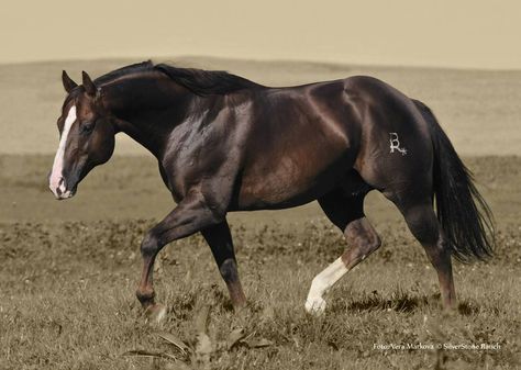 Quarter Horse Stallion, Quarter Horses, American Quarter Horse, Black Horses, Majestic Horse, Chestnut Horse, Horses And Dogs, Brown Horse, All The Pretty Horses