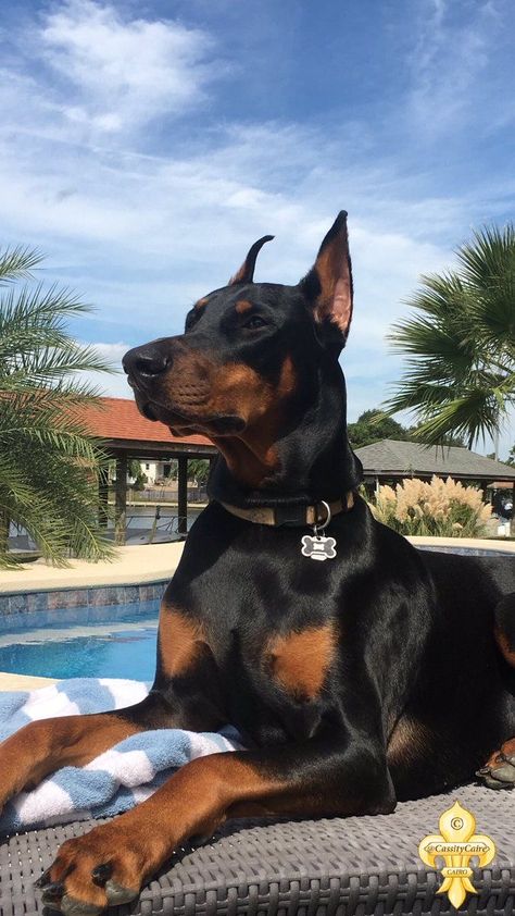 Doberman, Dogs, Black