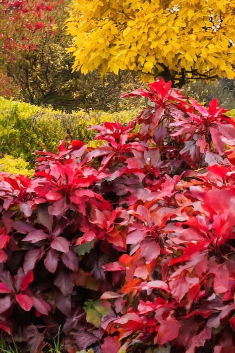 Transform your garden into a haven of perpetual autumn with our compilation of 11 shrubs featuring red leaves that remain vibrant in every season. From the glossy foliage of the Burning Bush to the elegant appeal of the Red Diamond Loropetalum, these evergreen beauties promise to infuse your outdoor space with warmth and charm. Red Evergreen Shrubs, Burning Bush Plant, Burning Bush Shrub, Red Shrubs, Repotting Plants, Landscaping Shrubs, Burning Bush, Red Leaves, Houseplants Indoor