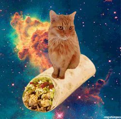 Gatos Cool, Taco Cat, Galaxy Cat, Hipster Cat, Breakfast Burrito, Nyan Cat, Silly Cats Pictures, Space Cat, Silly Animals