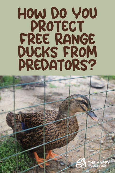 Duck Coop Accessories, Free Range Ducks, Outdoor Duck Pen, Duck Coop Ideas Backyards, Backyard Ducks Habitat, Diy Duck Enclosure Ideas, Duck Run Ideas, Duck Pen Ideas, Raising Ducks For Beginners