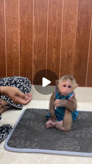 Baby Monkeys Cutest, Mexican Monkey, Baby Monkey For Sale, Capuchin Monkey Pet, Pet Monkey For Sale, Baby Monkey Videos, Ugly Monkey, Winged Monkeys, Monkeys For Sale