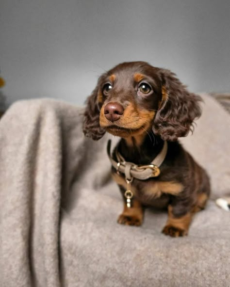 Daschund Puppies, Dapple Dachshund Puppy, Baby Dachshund, Dachshund Puppies For Sale, Dachshund Puppy Miniature, Miniature Dachshunds, Psy I Szczenięta, Dapple Dachshund, Cute Animals Puppies