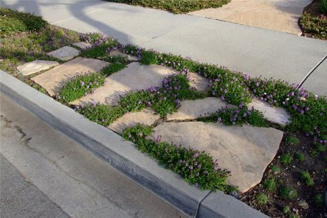 Duh.  I can do pavers in my parking strip!  With that cute creeping purple flower.  Totally cute. Park Strip Landscaping Ideas, Rustic Paving, Parking Strip Landscaping, Parkway Landscaping, Curbside Landscaping, Creeping Flowers, Pavers Landscaping, Creeping Plants, Corner Landscaping