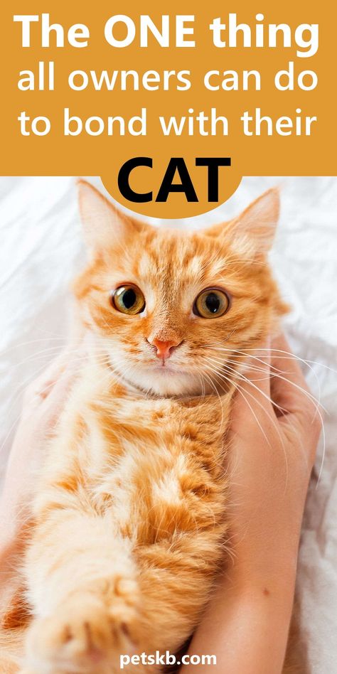 Cat Friendly Over The Counter Medication, How To Bond With Your Cat, Cat Psychology, Cat Owner Hacks, Cat Asthma, Getting A Cat, Cat Communication, Cat Advice, Cat Ownership