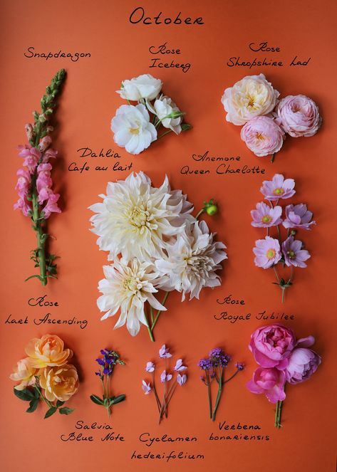 October Flowers, April Flowers, Rose Blossom, Flower Guide, Bloom Baby, Photography Flowers, Cut Flower Garden, Flower Names, Flowers Bloom