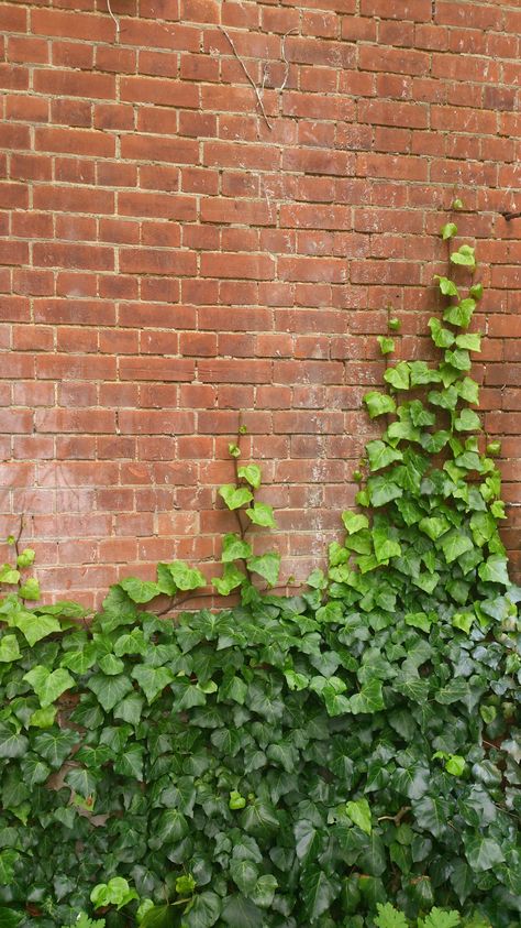 Overgrown Brick Wall, Brick Wall With Plants, Ivy On Brick, Wild Birds Photography, Boston Ivy, Green Inspo, Ivy Plant, Brick Wall Texture, Ivy Wall