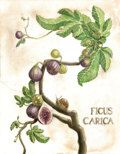 Fig Drawing, Floral Tattoo Sleeve, Fig Leaves, Fruit Painting, Botanical Painting, Tree Illustration, Tree Drawing, Fig Tree, Tree Tattoo