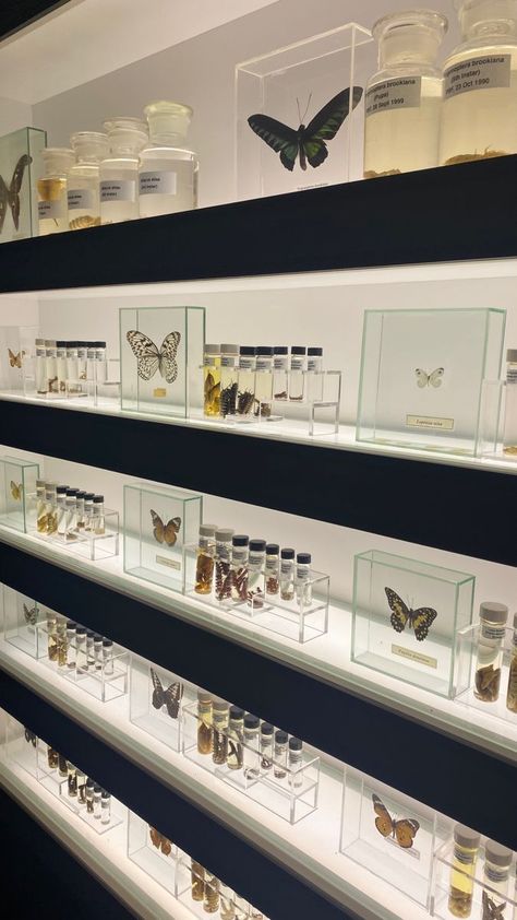 Butterfly Taxidermy Aesthetic, Pinned Butterfly Display, Bug Collection Display, Pinning Bugs, Pinned Bugs, Academic Decor, Goblincore Bedroom, Entomology Decor, Kids Museum