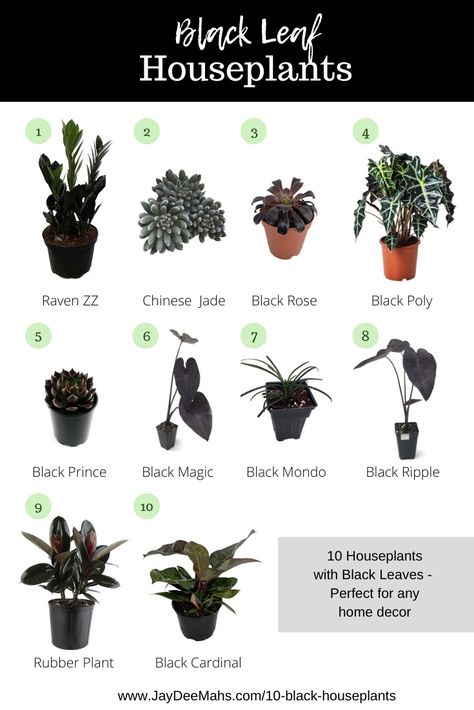 Black Leaf Houseplants - Black plants can be slightly harder to find than your typical green houseplants - but no worries! I've put this list together for you of my favorite black plants. Enjoy! #houseplants #blackplants #indoorplants #indoorjungle #plantdecor Outdoor Plants You Can Bring Inside, Indoor Jungle Room House Plants, Dark Green Indoor Plant, Witchy Indoor Plants, List Of House Plants, Indoor Plants For Dark Rooms, Dark Indoor Plants, Plants That Grow In The Dark, Black Garden Plants