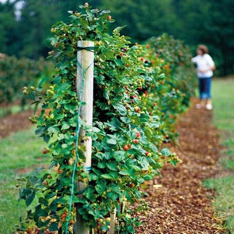 Berry patch? Berry Trellis? donno but there should be berries! jam and cobblers and purple tongues - all very important. Links to a trellis tutorial aiming to maximize production Trellis For Berries, Thornless Blackberry Trellis, Trellis For Blackberries, Blackberry Bushes Growing, Berry Trellis, Blackberries Growing, Blackberry Trellis, Raspberry Patch, Blackberry Patch