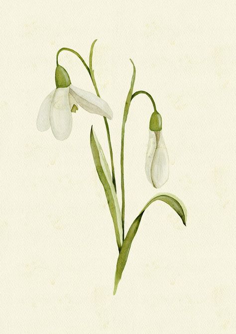 Snowdrop Watercolor Poster Wildflower Spring Wall Art Perfect Botanical Print for Floral and Farmhouse Home Decor - Etsy Snow Drop Botanical Illustration, Snowdrop Botanical Illustration, Snow Drop Watercolor, Simple Snowdrop Drawing, Snow Drop Illustration, Snowdrop Aesthetic, Snowdrop Bouquet, Snowdrop Watercolor, Snowdrop Illustration