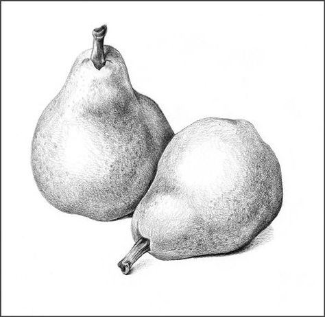 charcoal #drawing - Three Pears by Joy Argento | Impressive ... Pear Drawing, Fruit Art Drawings, Stippling Art, Fruits Drawing, Charcoal Drawings, Pencil Shading, Still Life Drawing, Graphite Drawings, Pencil Art Drawings