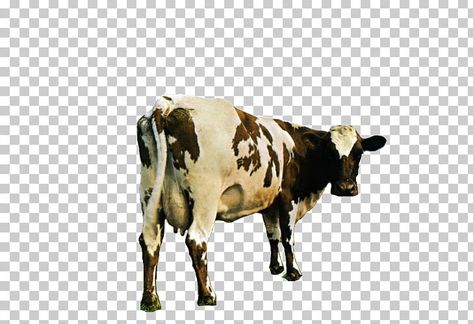 Mother Pink Floyd, Mother Png, Png Music, Atom Heart Mother, Pink Floyd Art, Cow Png, Music Star, Pink Floyd, Us Images