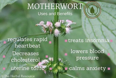 motherwort benefits and uses Motherwort Benefits, Medicinal Tea, Medicinal Herb, Plant Medicine, Herbal Apothecary, Healing Plants, Herbal Healing, Holistic Remedies, Wild Plants