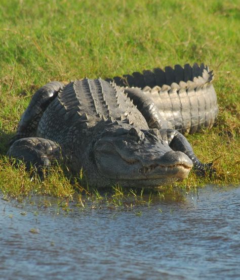 Alligator. In central Florida Alligator Pictures, Alligator Photography, Alligator Image, Alligator Photo, Crocodile Facts, American Alligator Photography, Extinct Crocodile, Animals And Pet Supplies, Wallpaper Dog Aesthetic