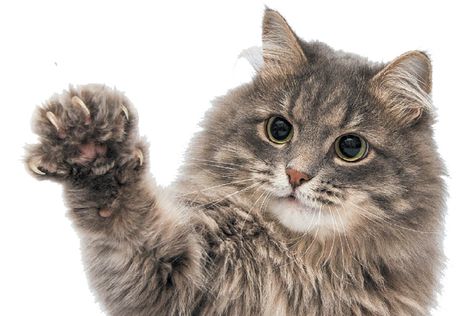 An excited cat with his claws out. YAY Denver outlaws barbaric practice of declawing cats....WAY TO GO DENVER! Declawing Cats, Trim Cat Nails, Excited Cat, Kitty Care, Cat References, Animal Inspiration, Cat Nail, Cat Health Care, Cat Reference