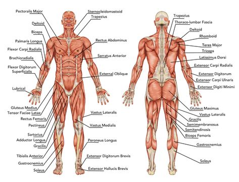 Running is an excellent way to target many different parts of the body all at once. While not considered by most as a muscle-building exercise, it strengthens and tones a wide variety of muscles all through the body. Human Body Muscles, Body Muscle Anatomy, Human Muscular System, Muscular System Anatomy, Human Muscle Anatomy, Muscle System, Full Body Stretch, Man Anatomy, Muscular System