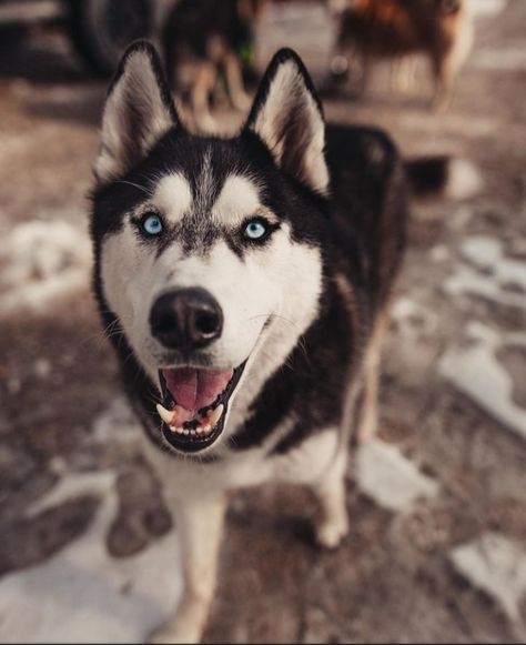 Siberian Husky Photography, Cut Puppies, Puppies Samoyed, Husky Photography, Wolf Poses, Gorgeous Animals, Samoyed Puppy, Dogs Breeds, Dog Pics