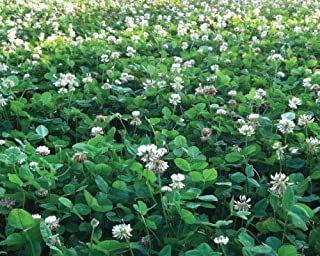 Clover Lawn, Nitrogen Fixation, Clover Seed, White Clover, Garden Catalogs, Urban Farmer, Garden Bulbs, Tiny Plants, Peat Moss