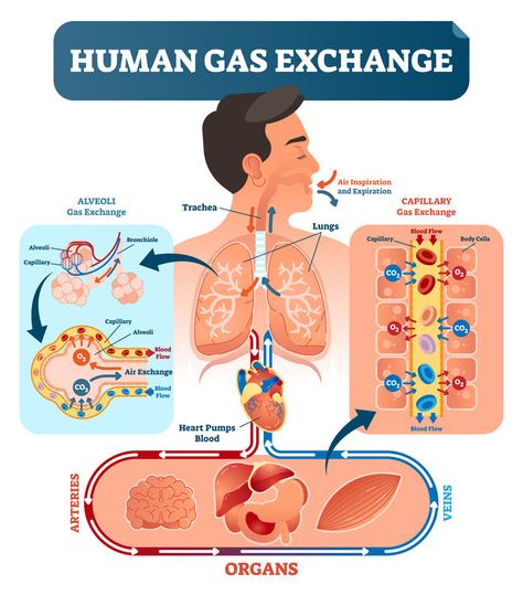 Ventilations vs. respirations. Aren’t these terms essentially the same? The easy answer is no. The harder question is: Why not? #ems #foamed #foamems #meded #emseducation #airway #ventilation #respiration Gas Exchange, Cellular Respiration, Human Body Anatomy, Biology Lessons, Body Cells, Biology Notes, Red Blood, Red Blood Cells, Respiratory System