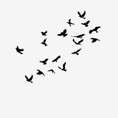 Kabutar Png, Birds Black Background, Dove Png, Birds Background, Simple Bird Drawing, Bird Background, Birds Images, Birds Png, Birds Silhouette