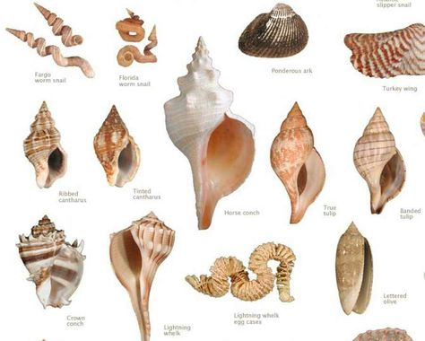 Shells Seashell Identification, Sanibel Shells, Types Of Shells, Don Pedro, North Carolina Beaches, Sanibel Island Florida, Seashell Painting, Ocean Treasures, She Sells Seashells