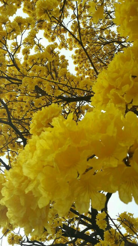 Yellow Cottage, Colorful Trees, Unique Plants, Yellow Aesthetic, Flowering Trees, Trees And Shrubs, Nature Landscape, Mellow Yellow, Shades Of Yellow