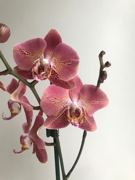 Pink Orchids Centerpiece, New Year New Hair, Orchid Bouquet Wedding, Orchid Centerpieces, Vintage Flowers Wallpaper, Moth Orchid, Moodboard Aesthetic, Nothing But Flowers, Phalaenopsis Orchid