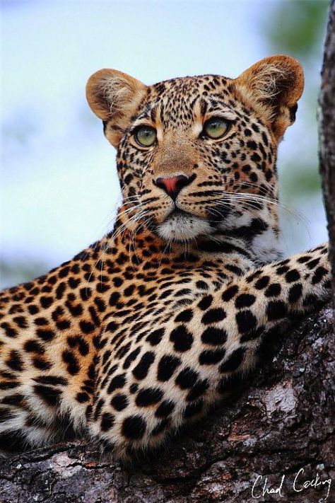 Chad Africa, Marula Tree, Travel Honeymoon, Photo Animaliere, Majestic Animals, Wildlife Animals, African Animals, Photography Travel, Leopards