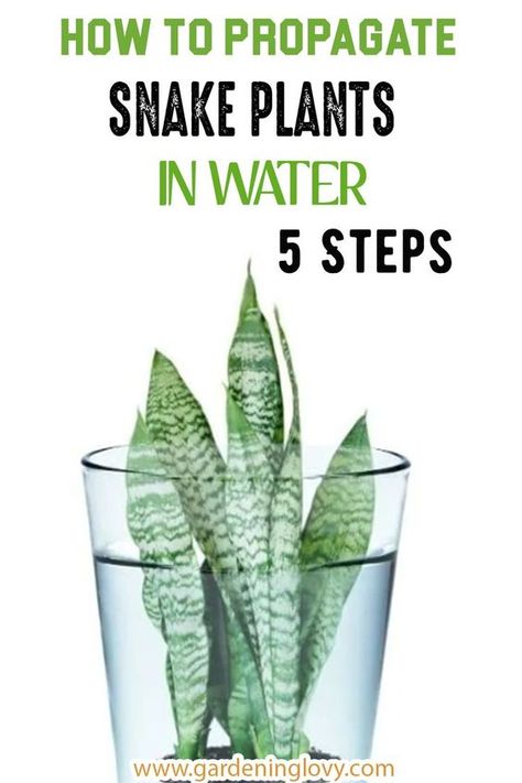 Propagating Plants In Water Tips, How To Propagate Snake Plants, Growing Snake Plants In Water, Snake Plant Propagation Water, How To Propagate Snake Plant In Water, What Plants Can You Propagate In Water, How To Replant Snake Plant, Rooting Snake Plant In Water, Propagating Snake Plant In Water