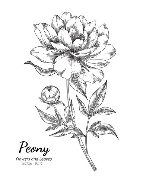 Peony Botanical Illustration Vintage, Peonie Flower Drawings, Peony With Stem Tattoo, Garden Rose Drawing, Botanical Flower Drawing, Different Flowers Drawings, Botanical Flowers Drawing, Cool Flower Drawings, Carnation Flower Drawing