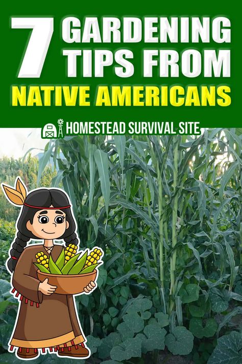 Native American Survival Skills, Native American Survival, Native American Gardening, Allotment Planning, Native American Remedies, Native American Herbs, Homestead Style, Retirement Life, Indian Garden