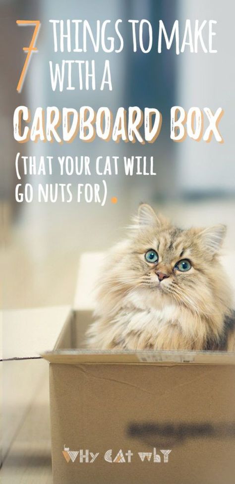 7 Things You Can Make With a Box (That Your Cat Will Go Bonkers For) | Cat Forts Cardboard Boxes, Cat Pole Diy, Diy Cat Toys Easy Cardboard Boxes, How To Make A Cat Toy, Diy Cat Toys Kittens, Cat Set Up, Cat Enrichment Ideas, Cardboard Cat Toys, Cat House Diy Cardboard