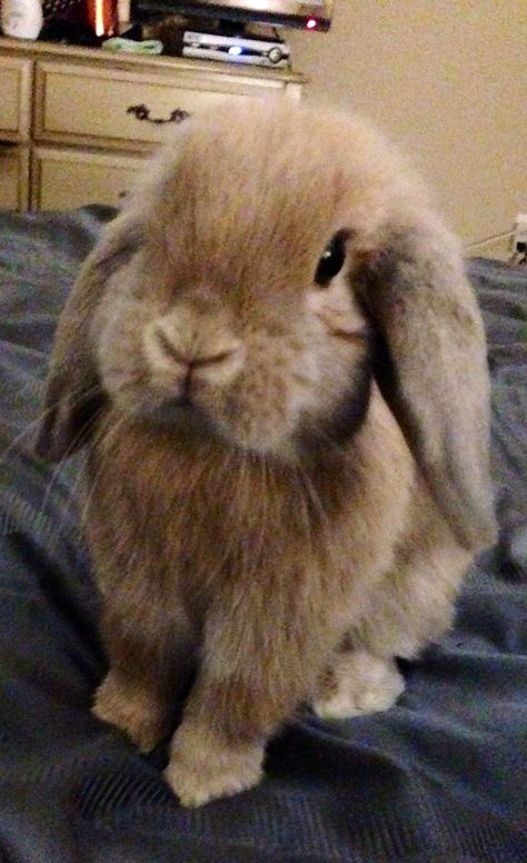 Brown Floppy Ear Bunny, Brown Lop Bunny, Brown Holland Lop, Marauders Animagus, American Fuzzy Lop, Mini Lop Bunnies, Mini Lop Rabbit, Lop Bunnies, Holland Lop Bunnies