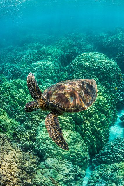 Sea Turtle Swimming, Fauna Marina, Turtle Swimming, Big Island Of Hawaii, Island Of Hawaii, Green Sea Turtle, Turtle Love, Cute Turtles, Coral Reefs