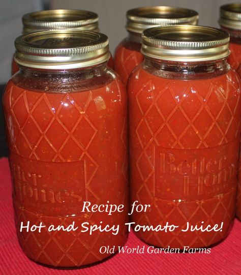 hot and spicy tomato juice Archives - Old World Garden Farms Spicy Tomato Juice, Canning Tomato Juice, Homemade Tomato Juice, Tomato Juice Recipes, Canned Tomato Juice, V8 Juice, Canning Pickles, Canning Vegetables, Canning Jar Lids