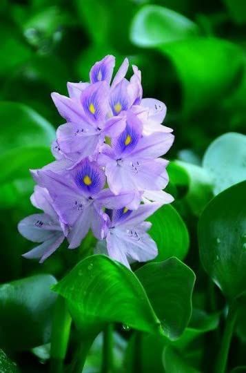 PRICES MAY VARY. 3-piece Water Hyacinth Floating Pond Plant Bangladeshi Flower, Floating Pond Plants, Flowers Single, Strange Flowers, Floating Plants, Blossom Garden, Pond Plants, Purple Garden, Starter Plants