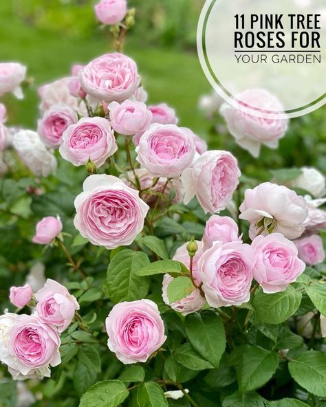 Olivia Rose Austin Pink Tree Rose Olivia Rose Austin, Roses Meaning, Grace And Gratitude, Austin Rose, Olivia Rose, Pink Tree, Plant Tags, Cut Flower Garden, Rose Trees