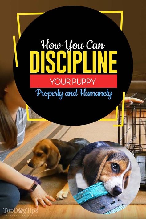 How to Discipline a Puppy Properly and Humanely [tips for effectiviness] House Training Puppies, Dog Minding, Dachshund Funny, Easiest Dogs To Train, Potty Training Puppy, Pack Leader, Best Puppies, Dog Training Techniques, Training Your Puppy