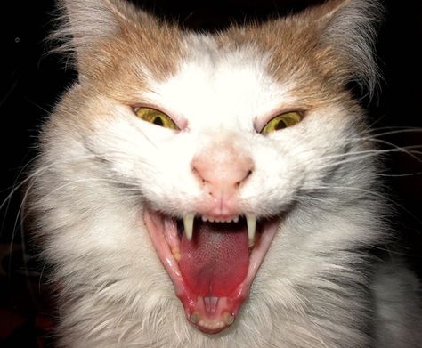 40 Scary and Funny Cat Pictures 1 Yawning Animals, Pedigree Cats, Cat Yawning, Creepy Cat, Scary Cat, Funny Cat Photos, Funny Ghost, Owning A Cat, Ghost Cat