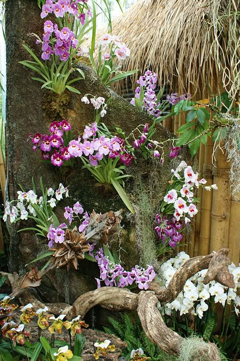 Orchid Garden Ideas, Orchid House, Tropical Garden Design, Orchid Garden, Growing Orchids, Orchids Garden, Flower Garden Design, Orchid Arrangements, Garden Deco