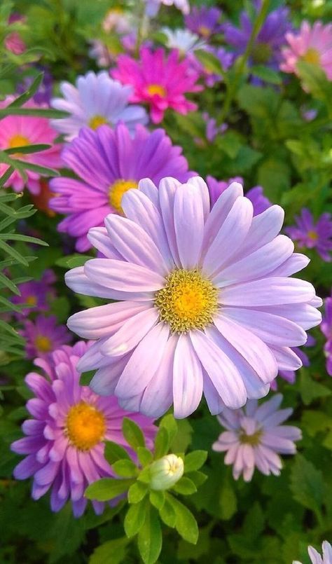 Aster Flower Aesthetic, Bloom Where Youre Planted, Aster Flower, Lovely Flowers Wallpaper, Flower Therapy, Beautiful Flowers Pictures, Morning Flowers, Good Morning Flowers, Exotic Flowers