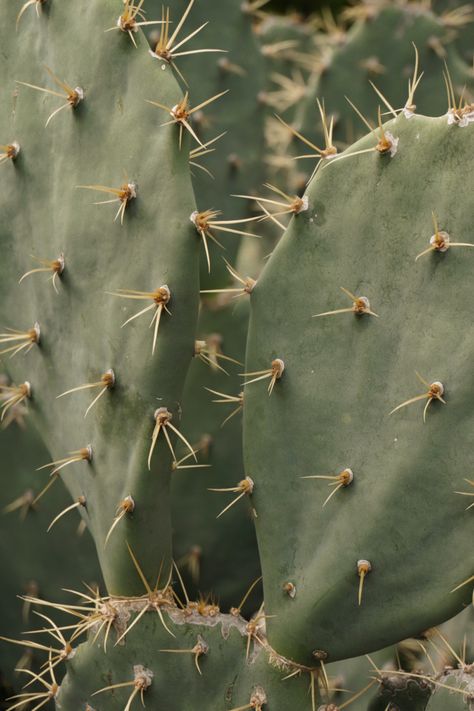 Southwest Aesthetic, Desert Inspo, Arizona Aesthetic, Desert Aesthetic, Cactus Photography, Desert Photography, Desert Dream, Desert Vibes, Western Aesthetic