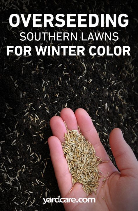 Rye Grass, Lawn Food, Seeding Lawn, Yard Care, Lawn Maintenance, Food Combining, Green Lawn, Winter Color, Organic Matter