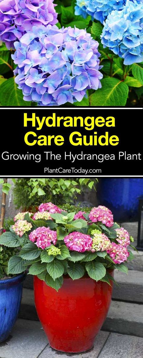 hydrangea care guide Potted Hydrangea Care, Hydrangea Plant, Hydrangea Potted, Flowers In Pots, Hydrangea Landscaping, Hydrangea Care, Growing Hydrangeas, Hydrangea Garden, Planting Hydrangeas