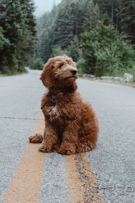 Goldendoodle Puppy Photoshoot, Goldendoodle Picture Ideas, Red Goldendoodle Puppy, Ginger Labradoodle, Goldendoodle Photoshoot, Goldendoodle Photography, Goldendoodle Red, Red Golden Doodle, Goldendoodle Aesthetic