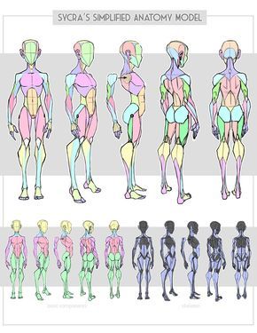 http://sycra.deviantart.com/art/Sycra-s-Simplified-Anatomy-Model-616377551 Character Turnaround, Anatomy Models, Anatomy Tutorial, Human Anatomy Drawing, Human Figure Drawing, Human Anatomy Art, Anatomy Sketches, Body Reference Drawing, Anatomy For Artists